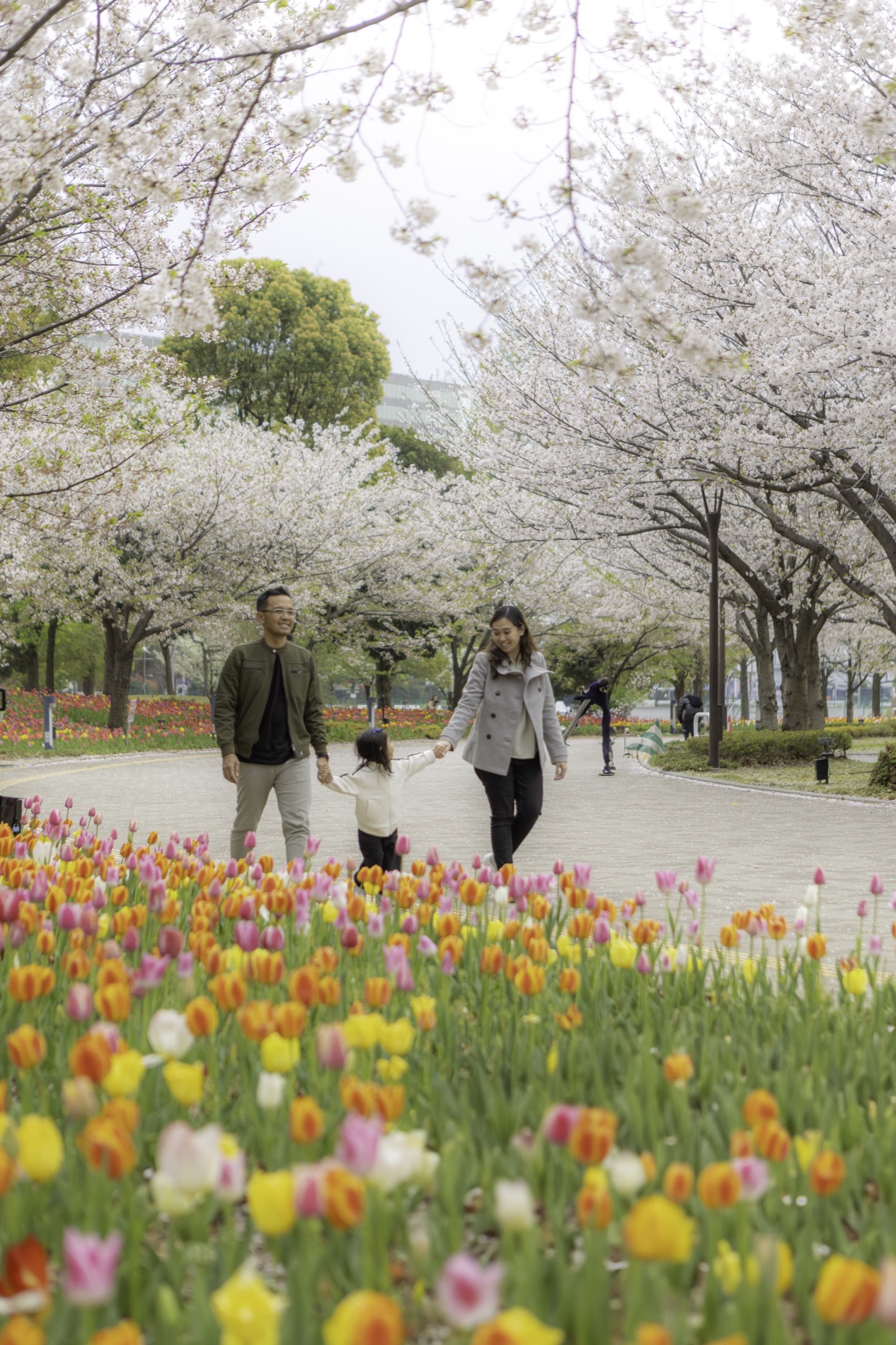Family walking a private path under cherry blossoms and spring tulips in Japan